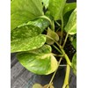Pothos Gold 1 Gallon Tropical Plant