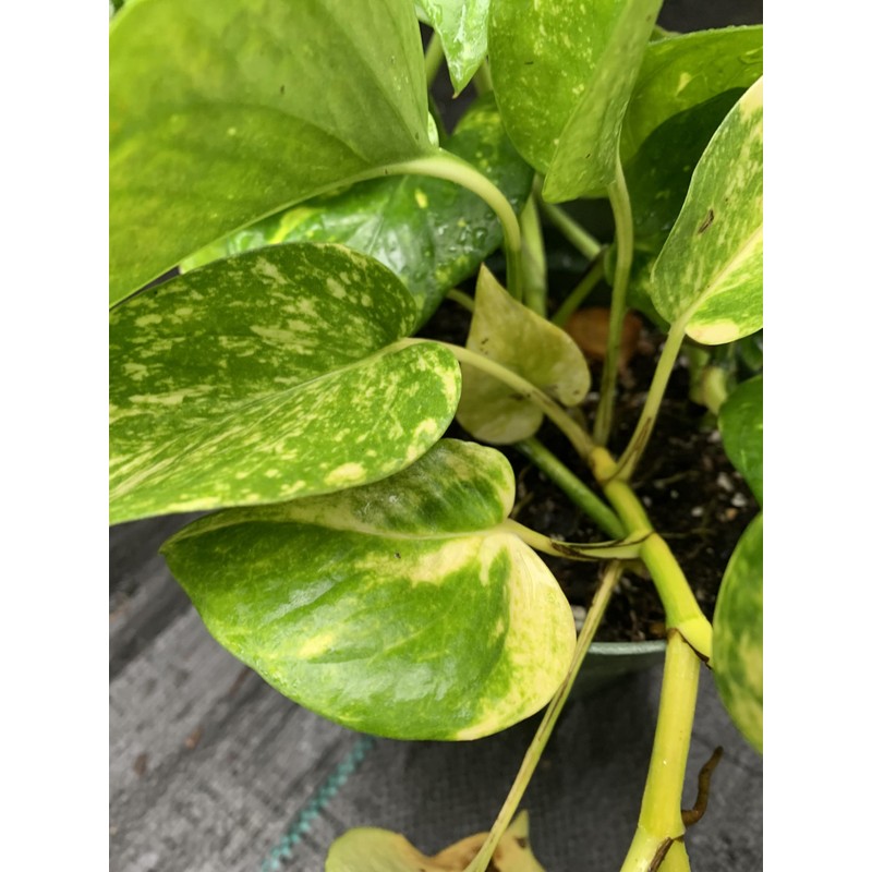 Pothos Gold 1 Gallon Tropical Plant