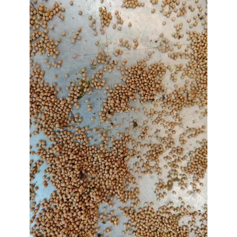 Unbraded 300 Semillas De Higo Orgánicas-300 Organic Fig Seeds