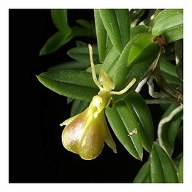 Orchid Insanity – Epidendrum porpax – True Miniature Colombia Orchid Species Perfect for terrariums windowsills Easy to Grow