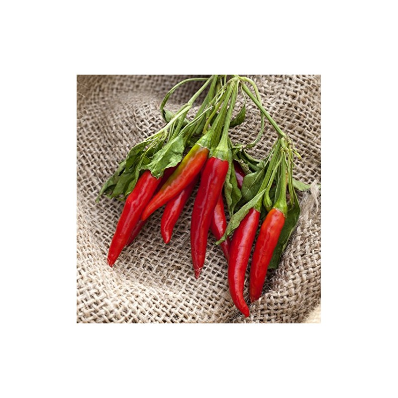 Poinsettia Heirloom Pepper Premium Seed Packet + More