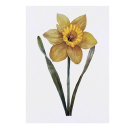 'Welsh Daffodil' Temporary Tattoo - Water Resistant, Skin-Safe, Non-Toxic Transfer (TO00076455)