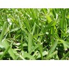 Centipede Grass Seeds"Tifblair Certified" 1 LB - 4000 Sq. Ft.