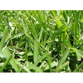 Centipede Grass Seeds"Tifblair Certified" 1 LB - 4000 Sq. Ft. Coverage