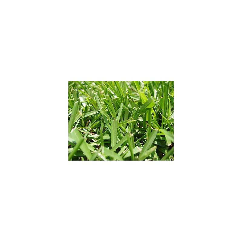 Centipede Grass Seeds"Tifblair Certified" 1 LB - 4000 Sq. Ft.