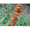 Mad River Seeds Strawberry Spinach Seeds! *HEIRLOOM*  SEEDS OF LIFE