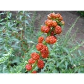 Mad River Seeds Strawberry Spinach Seeds! *HEIRLOOM*  SEEDS OF LIFE