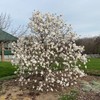 Star Magnolia Seeds Magnolia Stellata 'Royal Star' Fragrant Hardy Cut