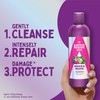 Aussie Repair And Revive Shampoo and Deep Conditioner Treatment Hair