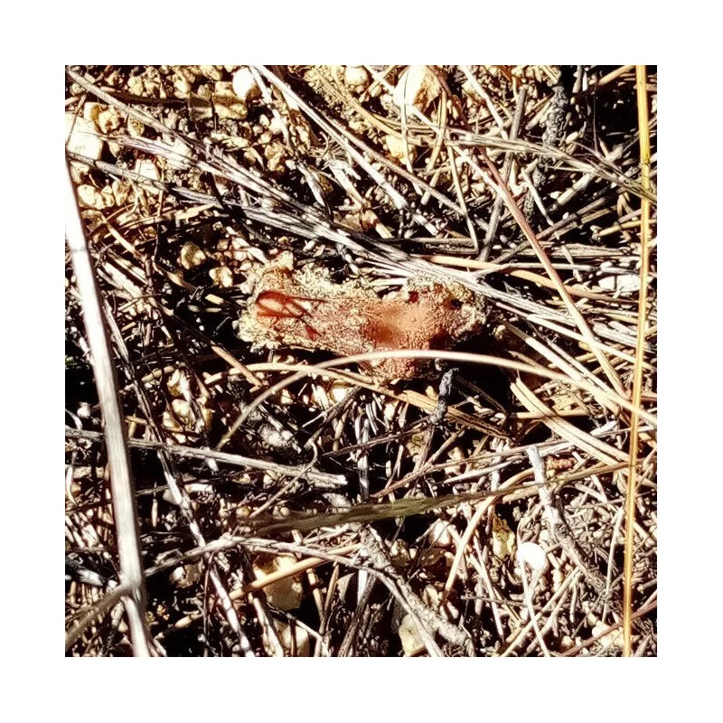 100% Pure Piñon Pine Tree Sap/Resin/Pitc - 8 oz. 1/2