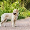 Mi Metty Short Dog Leash - Heavy Duty-12”/24”Short Chew Proof