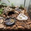 10 Pcs Ant Feeding Dish Spider Plastic Feeder Cricket Eating
