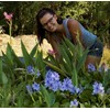 Water Hyacinths Floating Water Garden Plants (12 live plants)