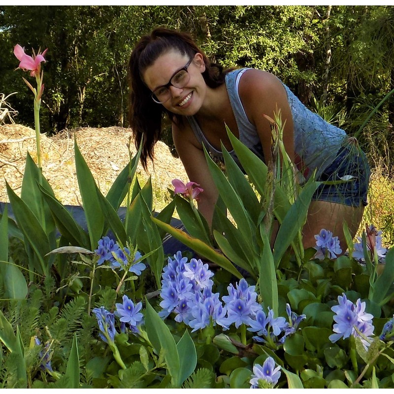 Water Hyacinths Floating Water Garden Plants (12 live plants)