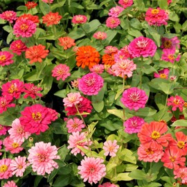 Zinnia Seeds Bulk 15,000+ | Outdoor Flower for Planting |Giant Zinnia Seeds for 2025 Bulk| Mixed Colors & Large Blooms for Gardens| High Germination, Beginner-Friendly