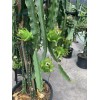 Cactus 30 Organic Dragon Fruit cuttings 8-14 inches long check