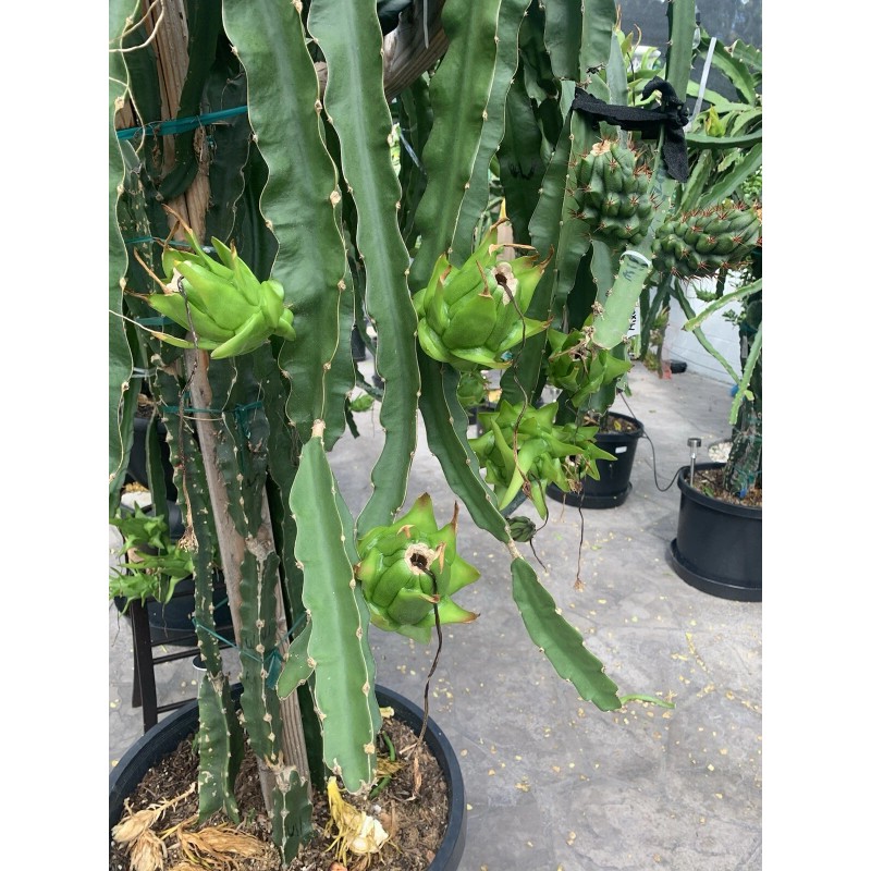 Cactus 30 Organic Dragon Fruit cuttings 8-14 inches long check