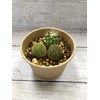 cactus cultivation kit