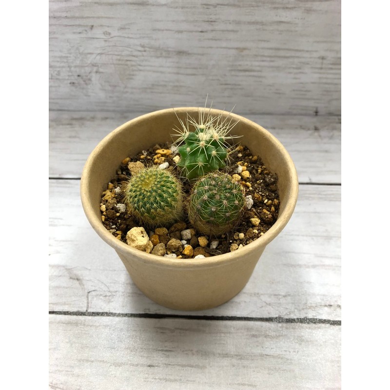 cactus cultivation kit