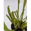 Florida House Plants Sweet Pitcher Plant, Carnivorous Plant, Sarracenia rubra