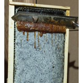 Unbranded Forest Honeycomb beeswax cappings (Zabrus) full of pollen, propolis, honey 1 lb