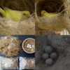 YJJKJ Natural Mixing Nesting Material Pads for Bird Nest, Bird