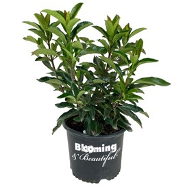 Blooming & Beautiful - Chindo Viburnum - 3 gal - Tall Evergreen Shrub - Dense Dark Green Foliage - Fast Growing - Zones 7-9 - Viburnum Awabuki ‘Chindo’ - 3 Gallon Pot