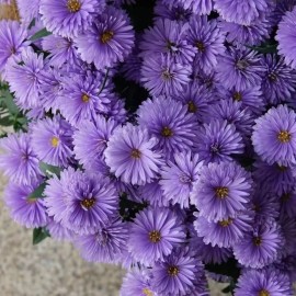 500+New England Aster Seeds Purple Perennial Native Wildflower USA