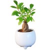 Ficus Microcarpa Ceramic Potted Plant (White)