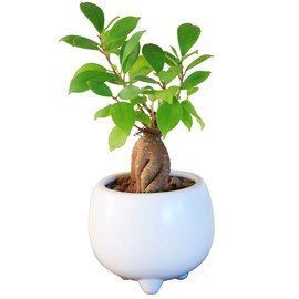 Ficus Microcarpa Ceramic Potted Plant (White)