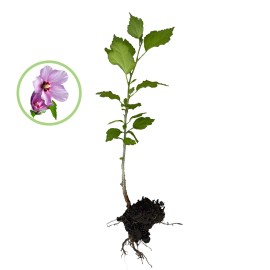 FixtureDisplays Rose Of Sharon Hibiscus Organic Live Plant w/ Roots Transplant Starter Bush