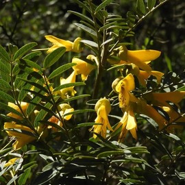 Sophora macrocarpa (Mayo, Mayú) Tree Seeds, Fragrant Flowers, Attractive Foliage, Seeds by MySeeds.Co, You Choose The Amount (0.5 oz)