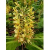 Kahili Yellow Ginger Root Hawaiian - Apx. 1 Inch #1