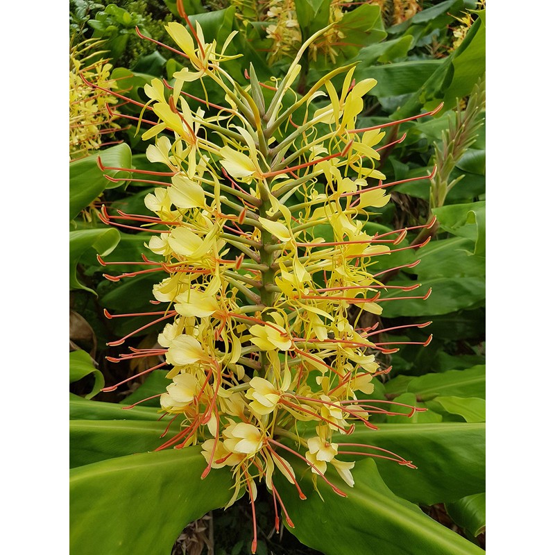 Kahili Yellow Ginger Root Hawaiian - Apx. 1 Inch #1