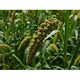 10 lbs Japanese Millet Seeds, Non-GMO, Wildlife, Duck, Waterfowl, Geese, Quail, Dove