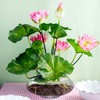 Baderke 3 Pcs Hydroponic Planter Lotus Flower Pot Lotus Bowl