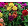 Zinnia "Button Box" Mix Flower Seeds (Dwarf), 100 Heirloom Flower Seeds Per Packet, Non GMO Seeds, Isla's Garden Seeds,