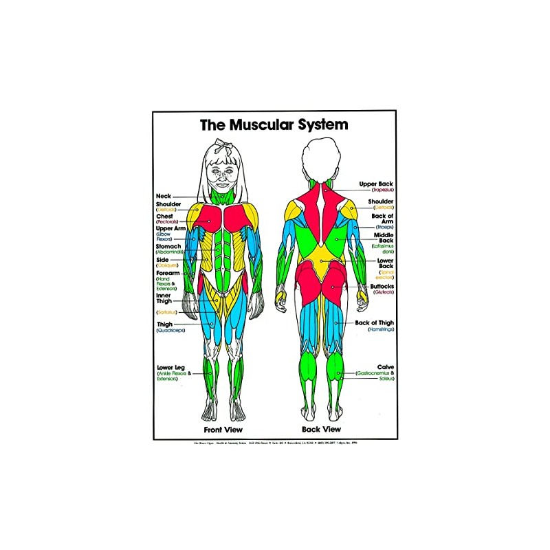 ALGRA The Muscular System Poster 18" x 24" Laminated -