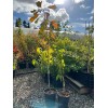 Unbranded Giant Globe Chinese Hawthorn tree, bare root, 大金星山楂，山査子（サンザシ）