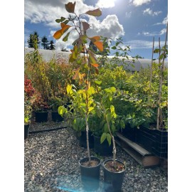 Unbranded Giant Globe Chinese Hawthorn tree, bare root, 大金星山楂，山査子（サンザシ）