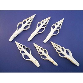 Set of 12 Center Cut Spindle Shell Slices (3-4") Beach Crafts Coastal Decor Nautical Jewelry