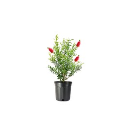 Bottlebrush Tree | 2 Live Gallon Size Plants | Callistemon Citrinus Red Cluster | Drought Tolerant Bird Attracting Shrub Tree