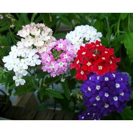 Vervain Verbena Multicolor Flower Mix 70+ Non-GMO Seeds for Planting