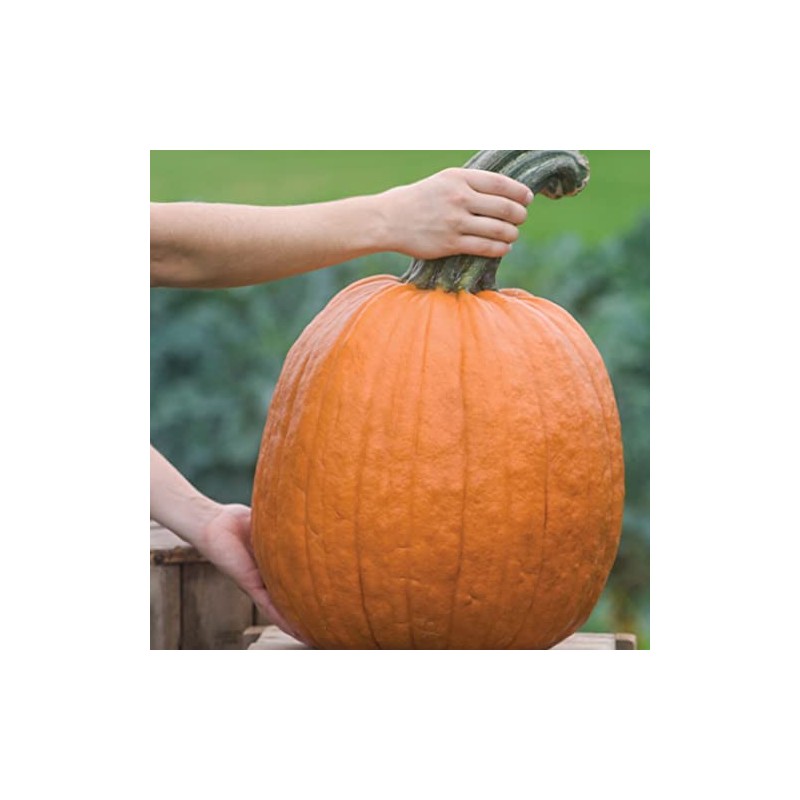 Palm Beach Medicinal Herbs - Wolf Pumpkin (Cucurbita Pepo) -