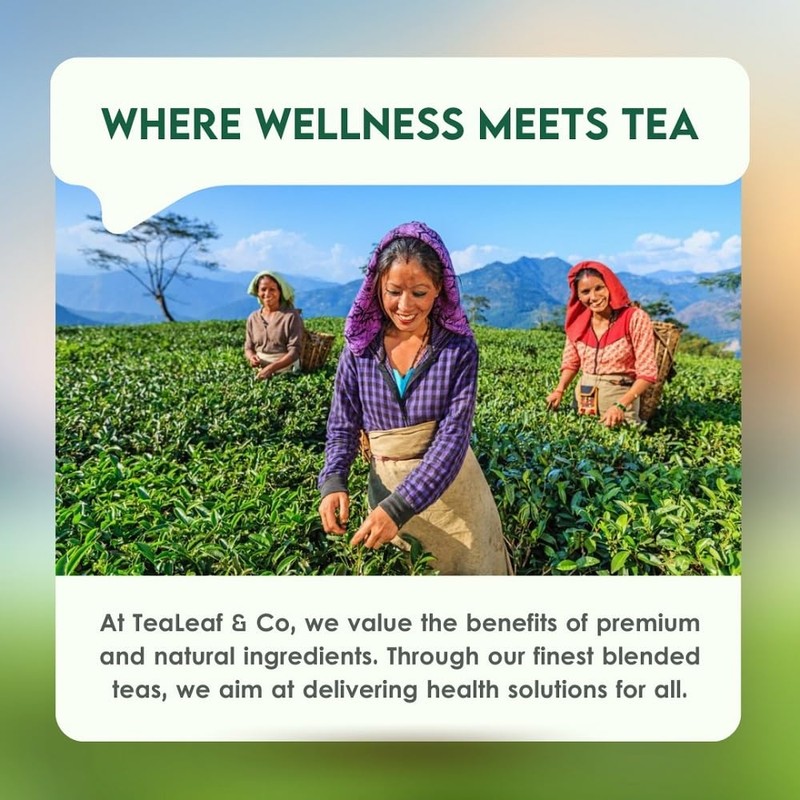 Classic Green Tea Bags (3.53oz/100gm), Loose Leaf 50 Pyramid Teabags,