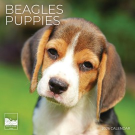 Beagle Puppy 2026 Wall Calendar | 12" x 24" Open | Dog Calendar Photography Thick & Sturdy Paper for Planning | Office Kitchen Decor or Gift | Pacific Waters Press (Beagle Puppies)