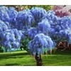 Live,Spectacular Chinese Weeping Blue Wisteria Potted Plant
