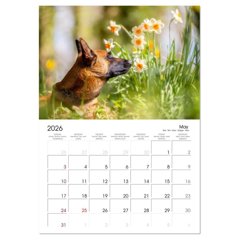 Malinois Magic: The Belgian Powerhouse (Monthly Wall Calendar 2026 11.7"
