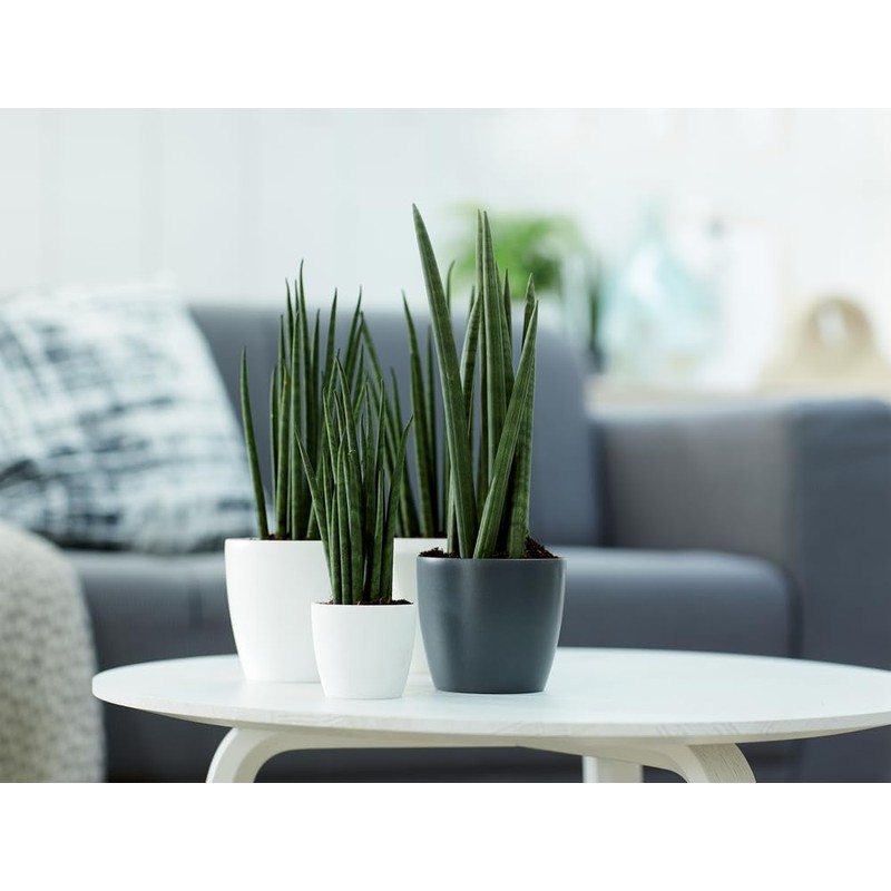 elho Brussels Round Mini 9.5 - Flower Pot for Indoor