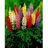 Lupine Flower Mix Quaker Bonnets Bluebonnet Wildflower 50 Seeds for